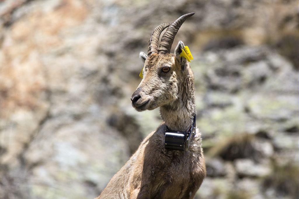 Lemed-ibex