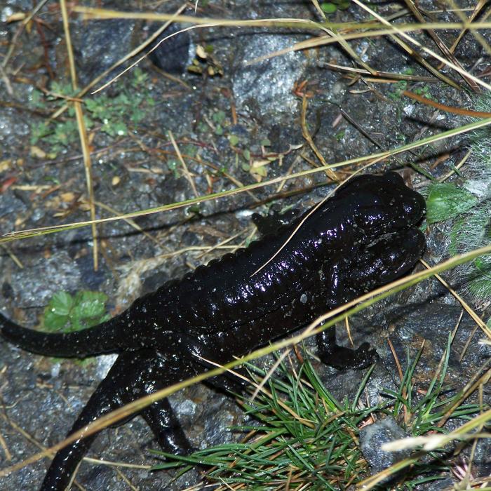 la salamandre de Lanza